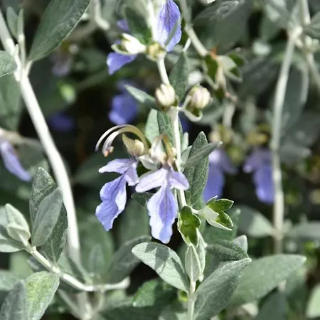 Apartament - Casa Di Alice Nel Borgo *