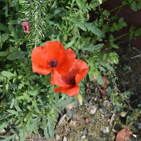 Apartament - Casa Di Alice Nel Borgo *